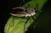 Assassin bug